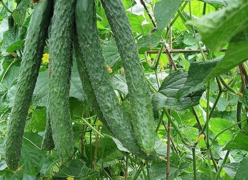 每天都疯狂吃瓜