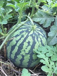 吃鲜瓜的人,品味人生美好瞬间