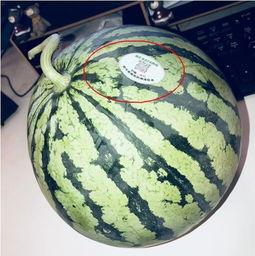 西瓜视频网红吃瓜,西瓜视频上的吃瓜盛宴