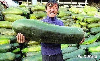 吃瓜第50天,回顾瓜界风云，揭秘幕后真相