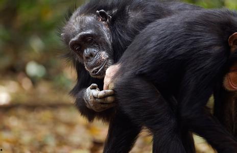 吃猕猴桃吃瓜像猩猩,猩猩般的味蕾冒险之旅