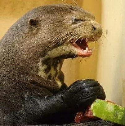 小水獭吃瓜,小水獭的夏日瓜果盛宴