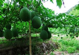 笋瓜吊瓜怎么吃